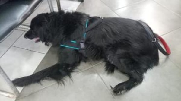 Selene - eine ganz sanfte Seele!