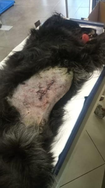 Selene - eine ganz sanfte Seele!