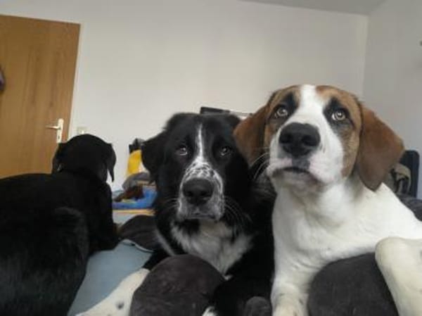 Zuhause gesucht für Idefix