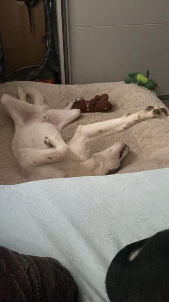 Zuhause gesucht für Idefix