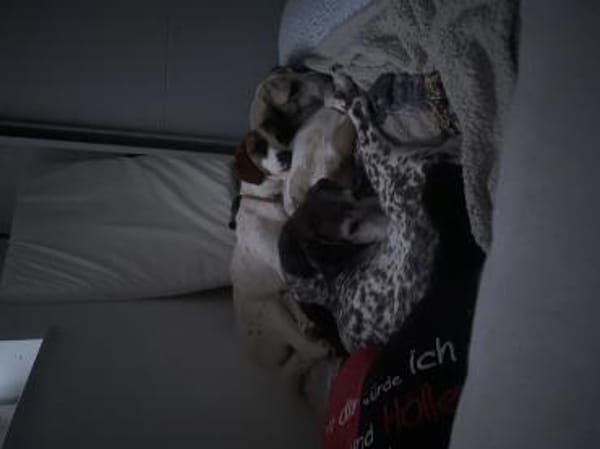 Zuhause gesucht für Idefix