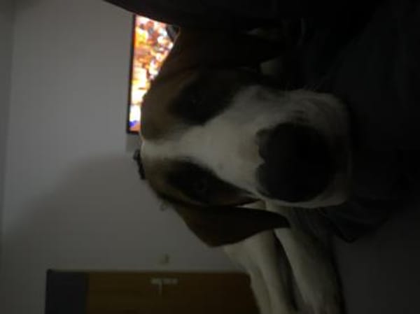 Zuhause gesucht für Idefix