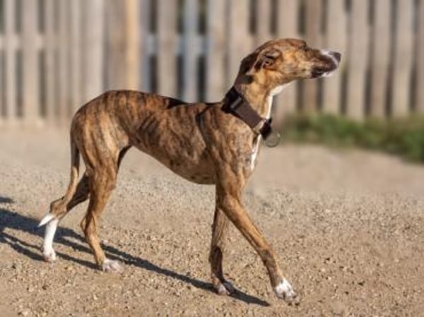 Harper - eine bildschöne Galga