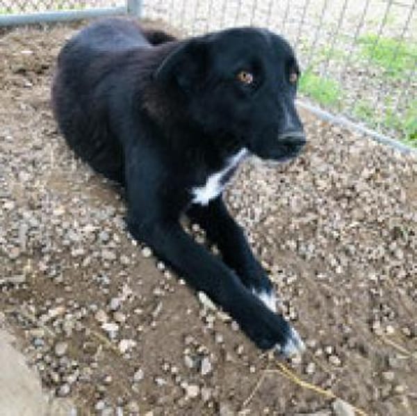 Sofia - menschenbezogene Schmusebacke