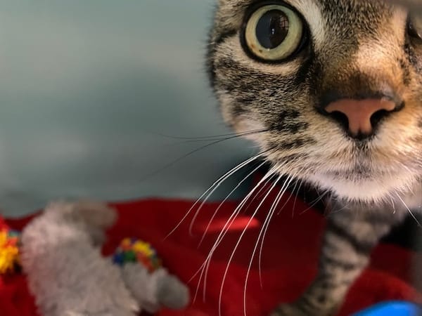 Lynx (en cours d'adoption)