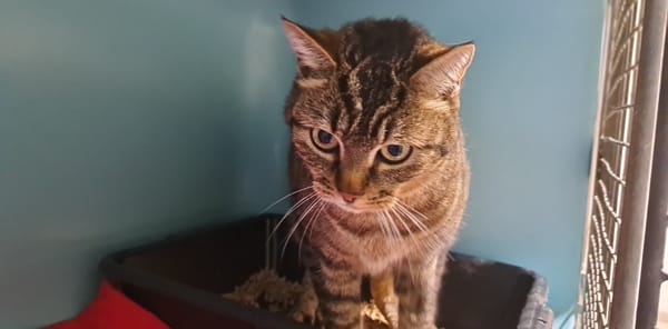 Lynx (en cours d'adoption)