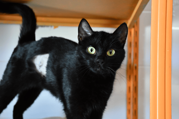 Mélody (en cours d'adoption)