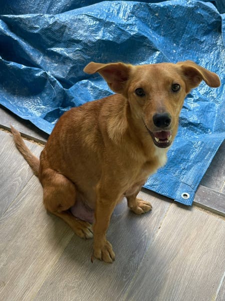 Zéri, femelle berger créole, née le 01/01/2024