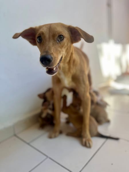 Zéri, femelle berger créole, née le 01/01/2024