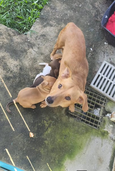 Zéri, femelle berger créole, née le 01/01/2024