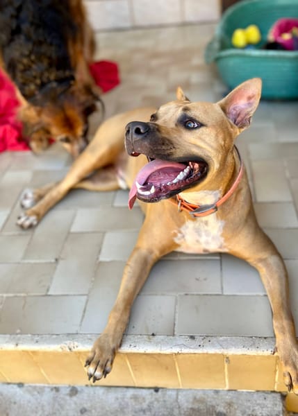 Omy, mâle croisé berger, né le 31/01/2024🐶