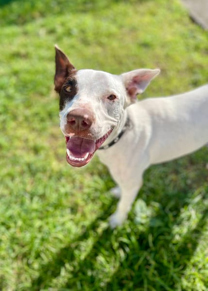 Neo, mâle croisé berger, né le 01/01/2025 🐶