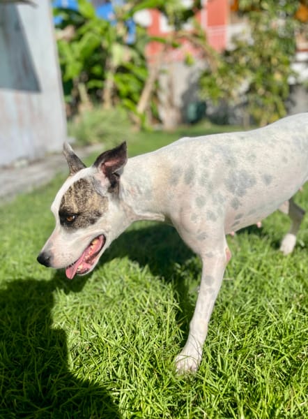 Hanae, femelle croisée berger née le 03/11/2023 🐶