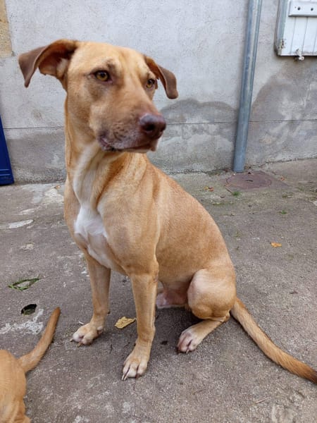 Fifi, mâle croisé berger, né le 15/06/2022 🐶