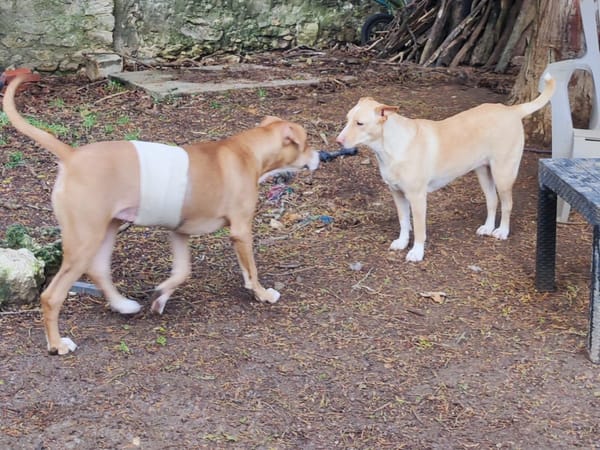 Aéla, femelle croisée berger, née le 15/06/2025 🐶