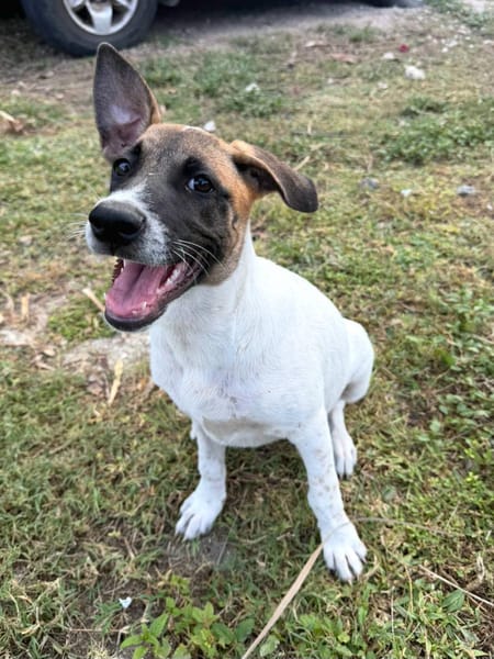 Sienna, femelle berger, née le 27/10/2025 🤍