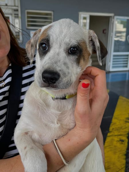 Radki, mâle croisé berger, né le 01/11/2025 🤍