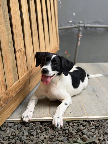 Omaïa, femelle, x border collie, née le 20/10/2025