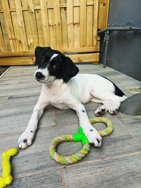Omaïa, femelle, x border collie, née le 20/10/2025