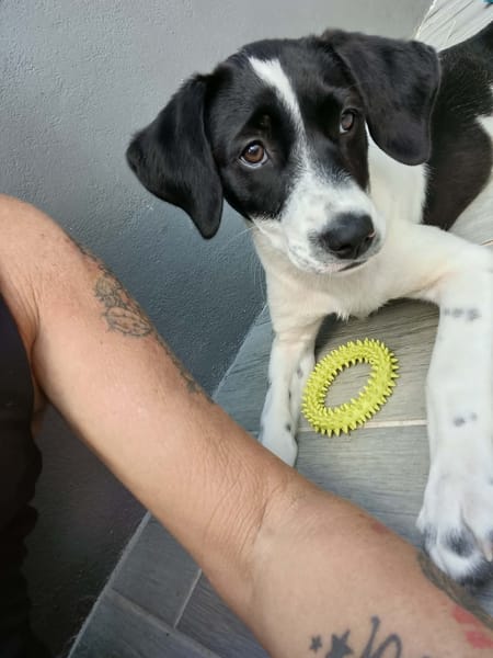 Omaïa, femelle, x border collie, née le 20/10/2025