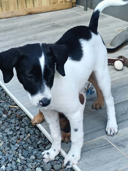 Omaïa, femelle, x border collie, née le 20/10/2025