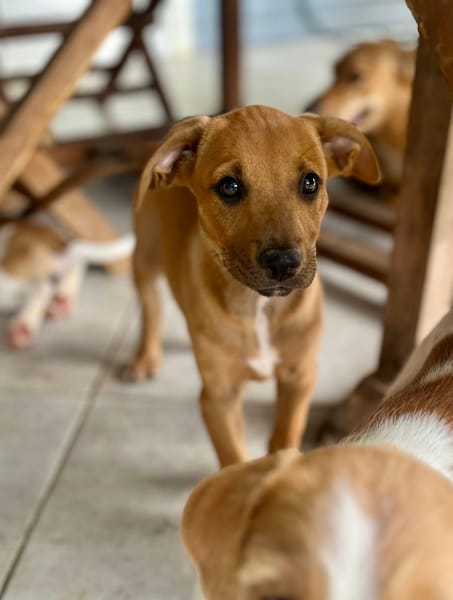 Marilu, femelle croisée berger créole, née le 28/11/2025 🤍