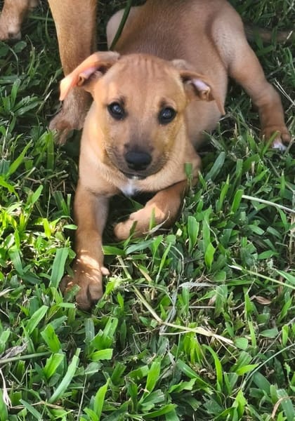 Marilu, femelle croisée berger créole, née le 28/11/2025 🤍