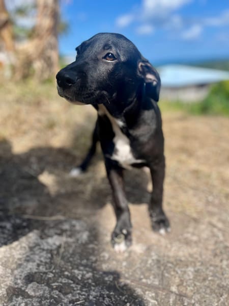 Isis, femelle croisée berger, née le 06/11/2025 🤍