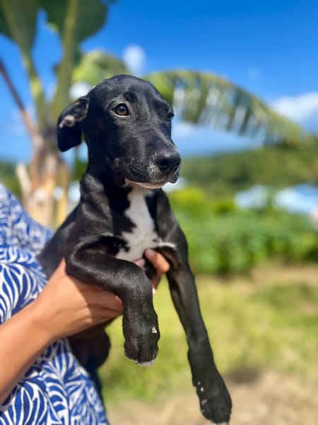 Isis, femelle croisée berger, née le 06/11/2025 🤍