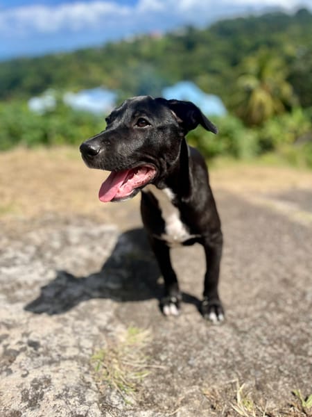Isis, femelle croisée berger, née le 06/11/2025 🤍
