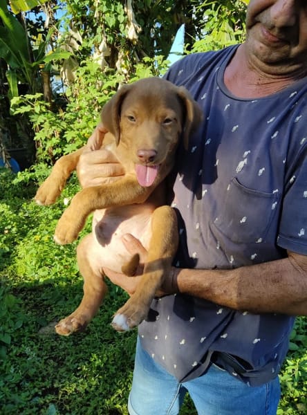 Jagger, mâle croisé berger, né le 05/12/2025