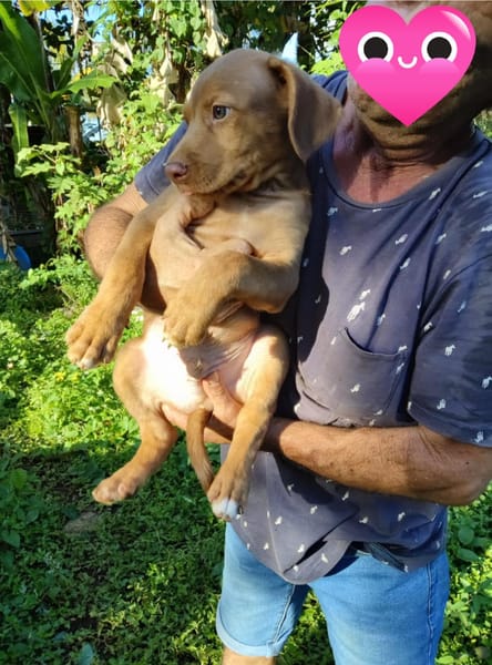 Jagger, mâle croisé berger, né le 05/12/2025