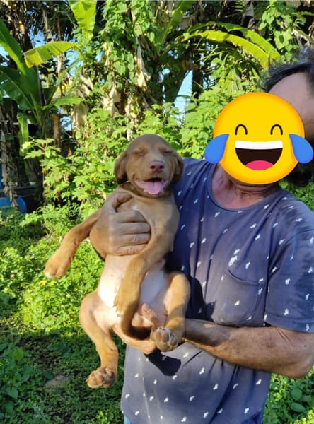 Jagger, mâle croisé berger, né le 05/12/2025