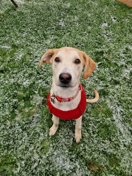 Grenache, mâle berger, né le 14/07/2025 🐶