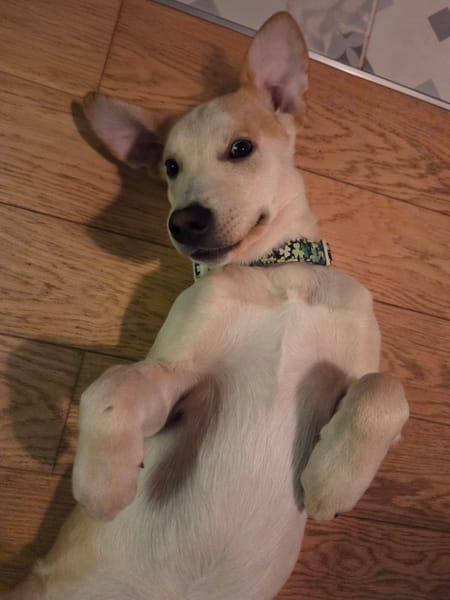 Grenache, mâle berger, né le 14/07/2025 🐶