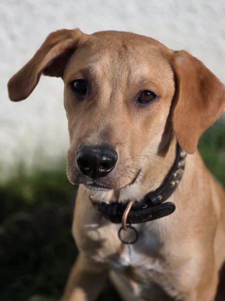 Carignan, mâle X berger né le 14/07/2025