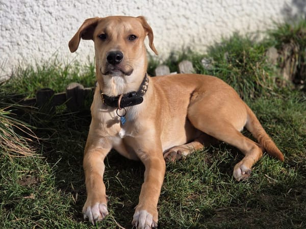 Carignan, mâle X berger né le 14/07/2025