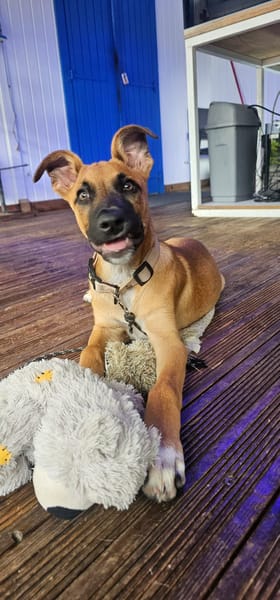 Balto, mâle croisé berger, né le 01/09/2025 🐶