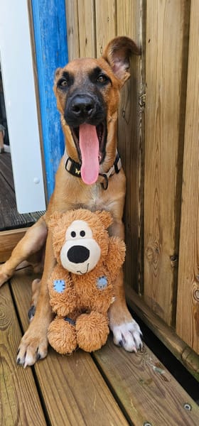 Balto, mâle croisé berger, né le 01/09/2025 🐶