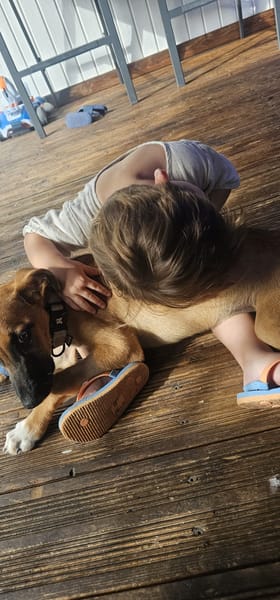 Balto, mâle croisé berger, né le 01/09/2025 🐶