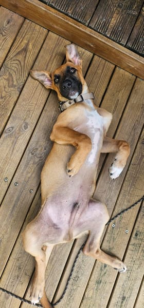 Balto, mâle croisé berger, né le 01/09/2025 🐶