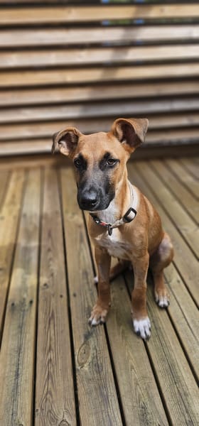 Balto, mâle croisé berger, né le 01/09/2025 🐶