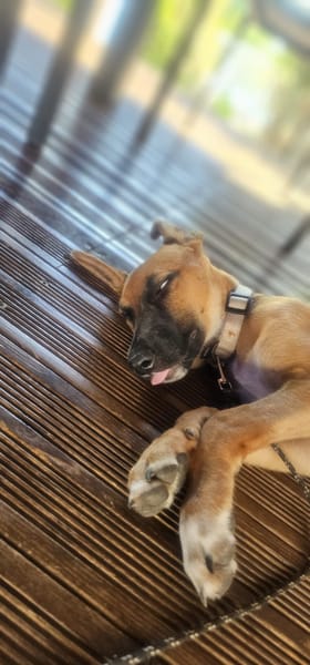 Balto, mâle croisé berger, né le 01/09/2025 🐶