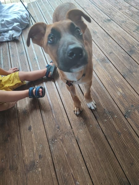 Balto, mâle croisé berger, né le 01/09/2025 🐶