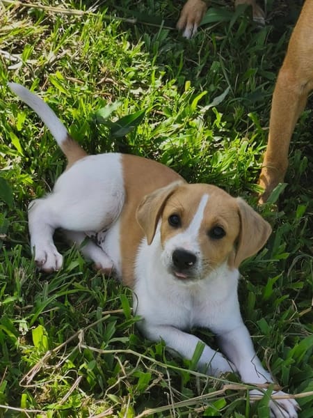 Apache, mâle croisé berger créole, né le 28/11/2025 🤍