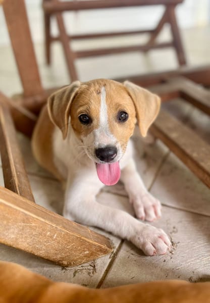 Apache, mâle croisé berger créole, né le 28/11/2025 🤍