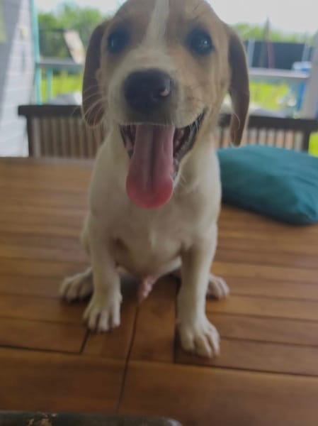 Apache, mâle croisé berger créole, né le 28/11/2025 🤍