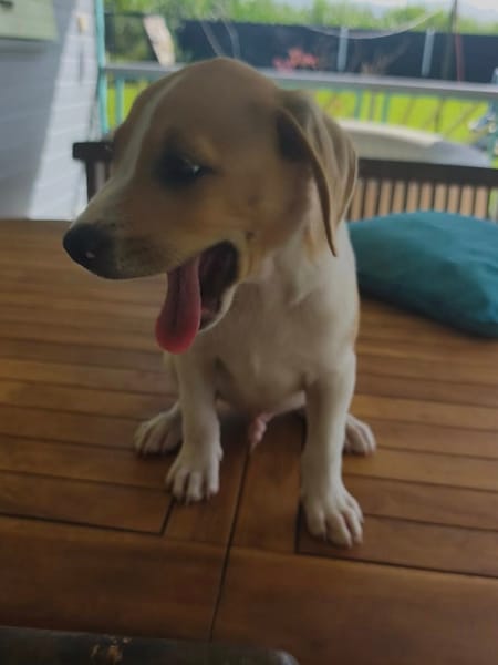 Apache, mâle croisé berger créole, né le 28/11/2025 🤍