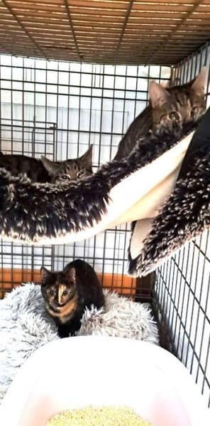 ZAZA - MIMI - EFFIE -