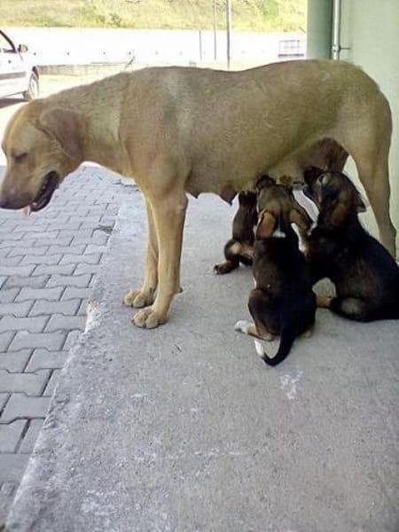 Das Leid unserer Hunde in der Türkei !